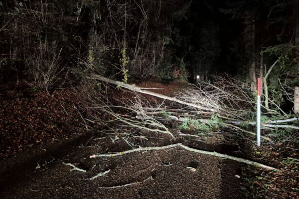 Technische Hilfeleistung: Baum über Strasse Waldegg